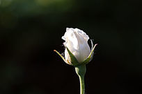 һ���¼�����