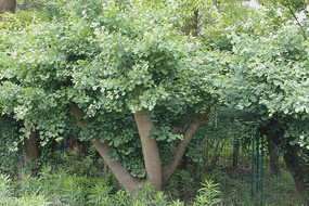 ������׮