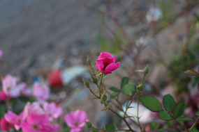 �¼�������