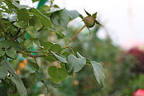 �¼���������