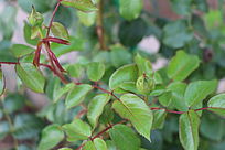 �¼������Ƕ�