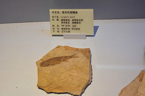 �㻯ʯ�Ҿ���������