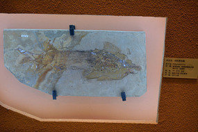 �㻯ʯԭ����