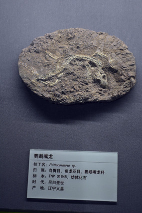 �����������廯ʯ