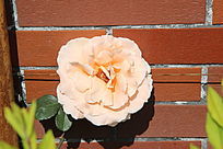 �����¼�