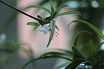 �����׻�