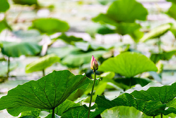 �������ŵĺɻ�