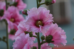 �������εĻ���