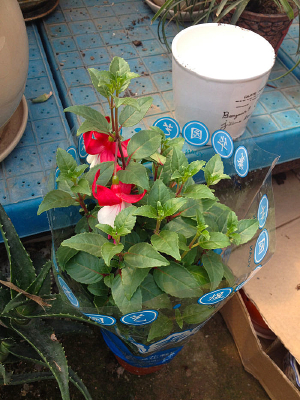 �����Ժ컨