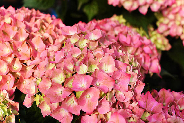 ʢ��������÷