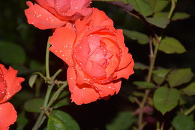 ʢ�������º�