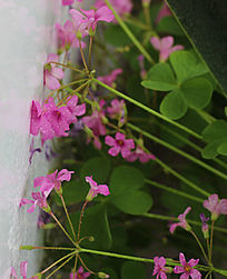 ��Ҷ�ݻ���