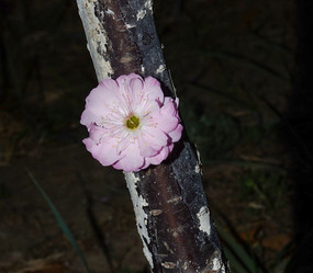 �������ϵ��һ�