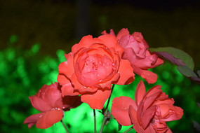 ��д��ɫ�¼�