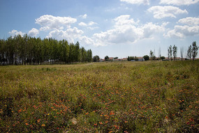 ��԰�ϵ�Ұ���������