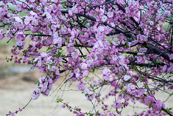 һ�Ų��õ�ɽ��