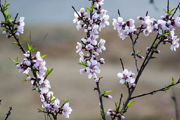 һ��ʢ��������