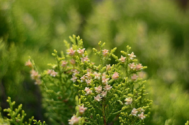 һ֦���Ż��İ���Ҷ