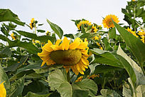 ��ͷ�����տ�