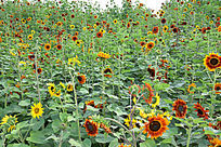 ���������տ�԰