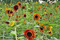 ��ɫ���տ�԰