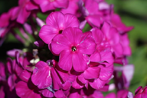 �������εĻ���