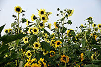 ǳ��ɫ���տ�