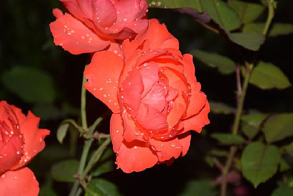 ΢���¼���