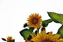 ���տ����