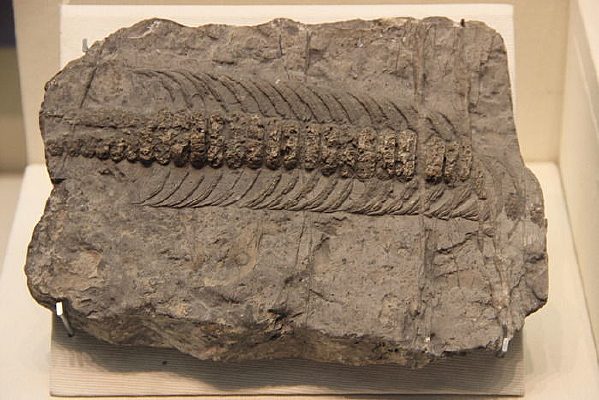 ϸ�����Ͻǻ�ʯ