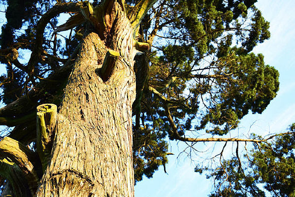 �����ֲ�ͼ