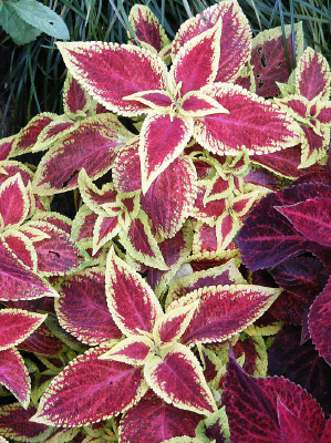 ��Ҷ�ݷ���