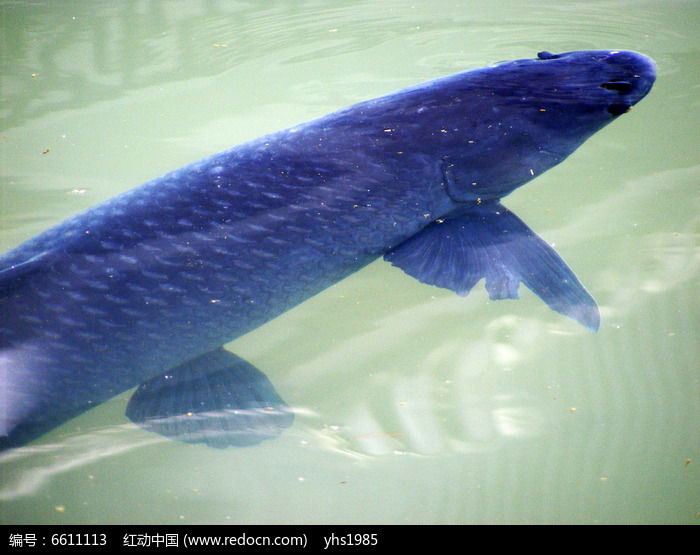 原创摄影图 动物植物 水中动物 池塘的乌鲤鱼