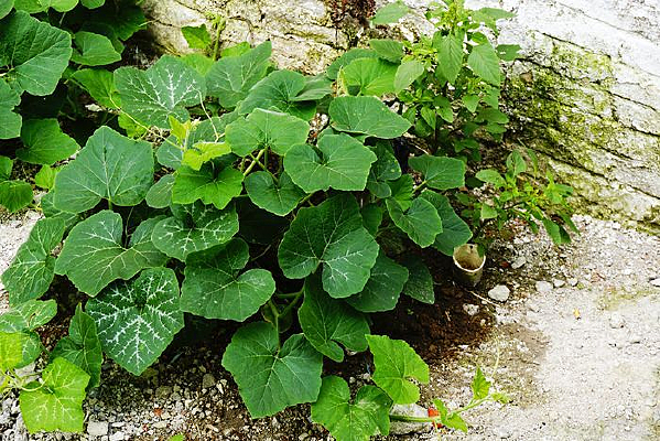 ������ֲ