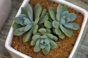 ����ֲ��