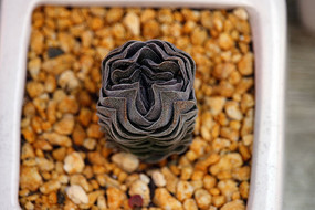 ��������ֲ��