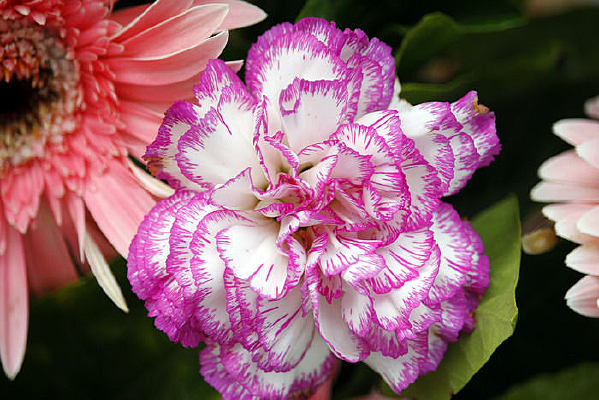 �۰׿���ܰ��