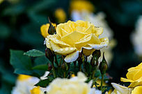 ����ˮ��Ļ�ɫ�¼���