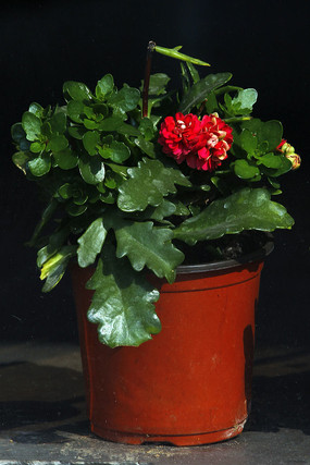 ��ɫ�����軨