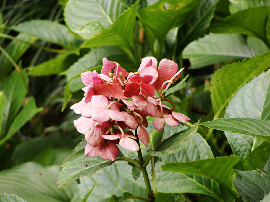 ��ɫ����