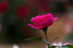 ��ɫ�¼���