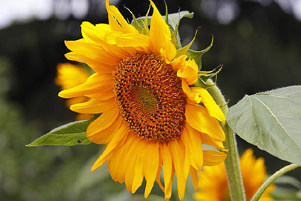 �����տ���