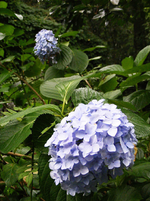 ��ɫ����