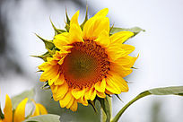 ʢ�������տ���