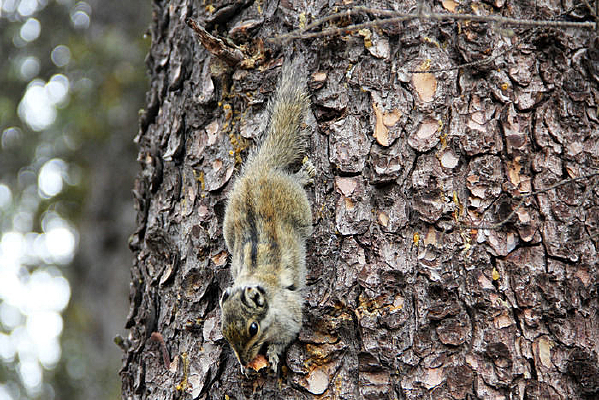 ����С����