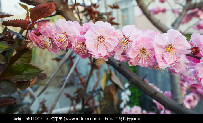 樹枝上的粉色桃花