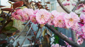 ��֦�ϵķ�ɫ�һ�