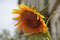 ���տ���