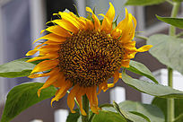 ���տ�����