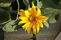 С���տ���